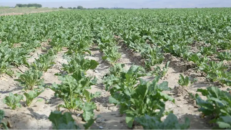 К 2026 году в Жетысуской области увеличат посевные площади сахарной свеклы