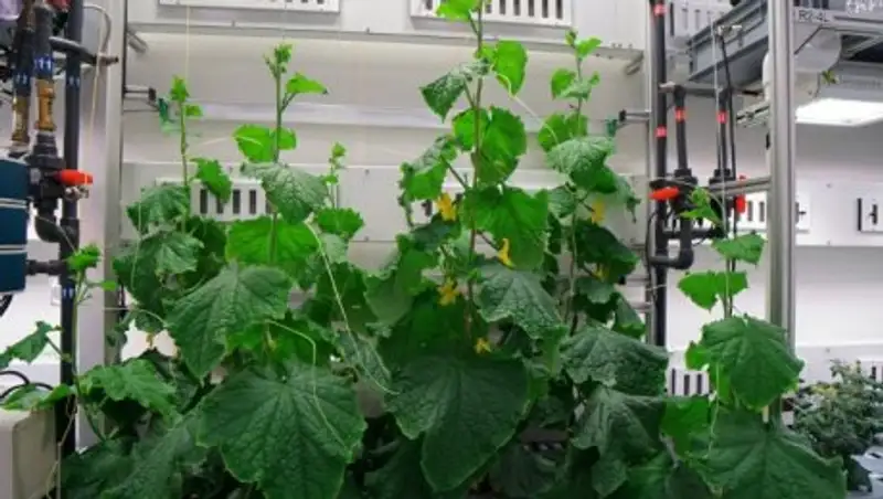 В Антарктиде собран первый урожай салата, редиса и огурцов