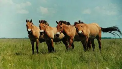 Zakon.kz, фото - Новости Zakon.kz от 05.11.2014 22:22