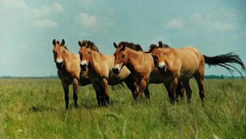 Лошадь Пржевальского планируют вернуть в Казахстан