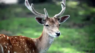 Zakon.kz, фото - Новости Zakon.kz от 30.07.2017 04:15