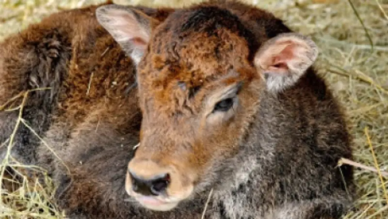 В алматинском зоопарке родился хайнак - гибрид коровы и яка