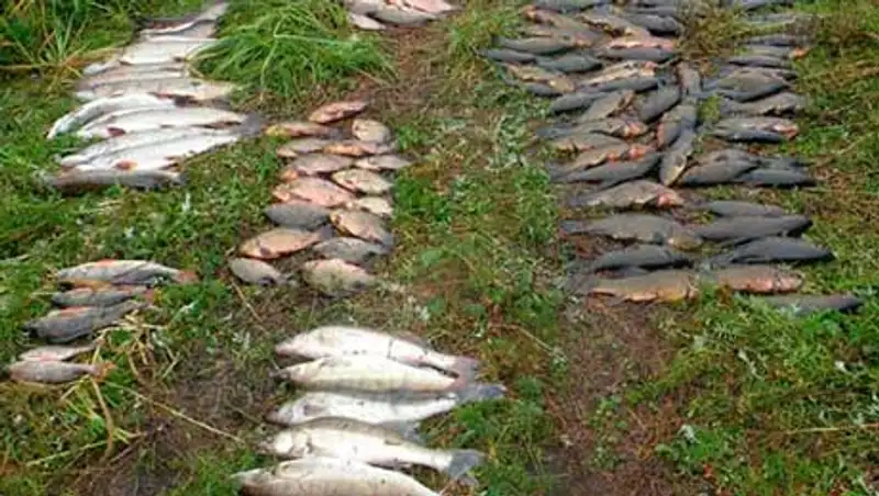 В ВКО идет охота на браконьеров