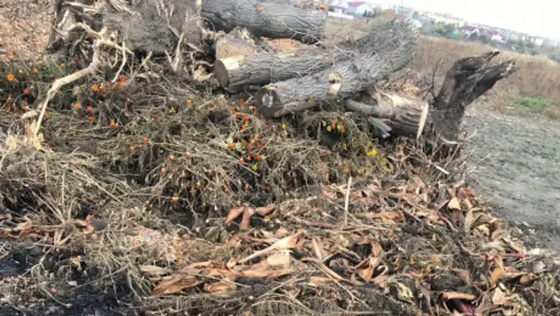 В Рудном женщина пошла по грибы, а ее убили