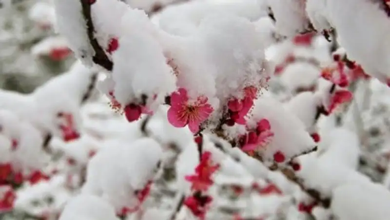 На побережье Японского моря впервые за 17 лет выпал апрельский снег