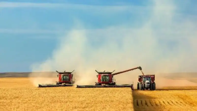 Костанайский хлеб созрел раньше срока из-за аномальной жары