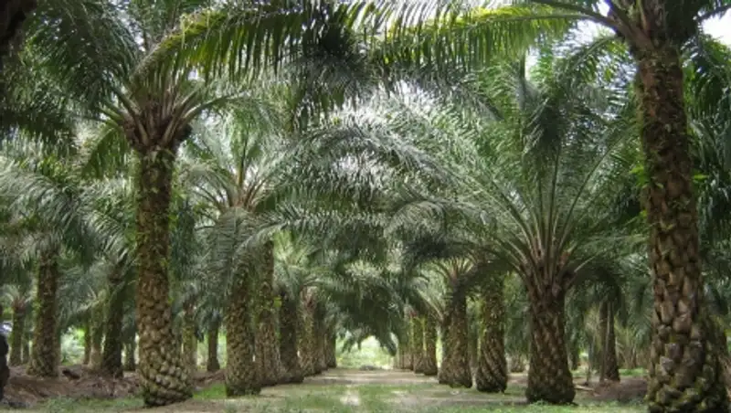 Алматы к&#1257;шелеріне пальма а&#1171;аштары отыр&#1171;ызылады