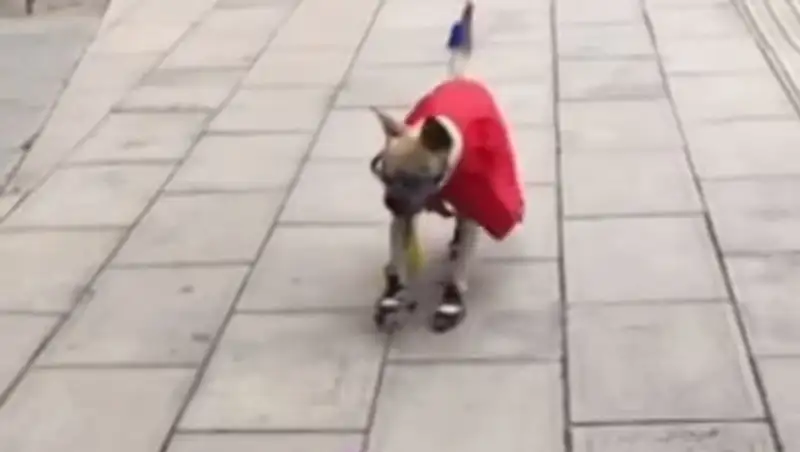 Пользователи соцсетей восхитились "гениальностью" пса-роллера из Китая