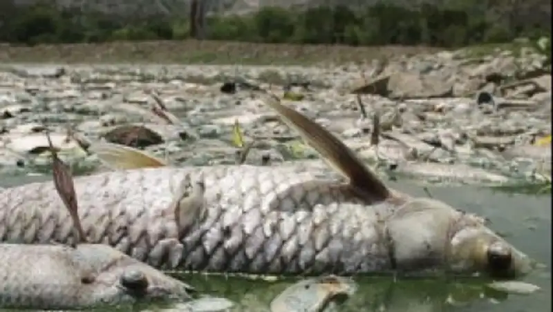 В озере в Бразилии выловлено 37 тонн мертвой рыбы