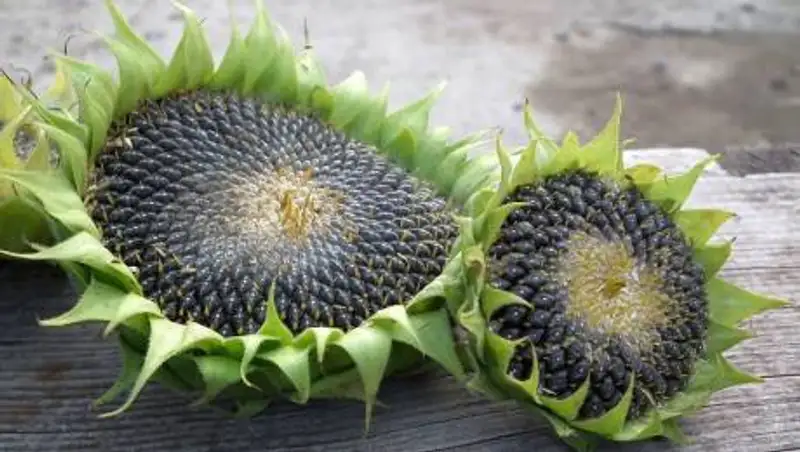 Врач назвала семечки угрозой иммунитету