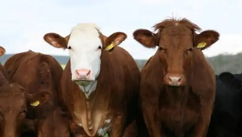 В СКО подтвердился факт бешенства у коров