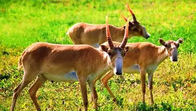 Онлайн энциклопедия ZelenyjMir.ru!, фото - Новости Zakon.kz от 23.05.2018 07:07