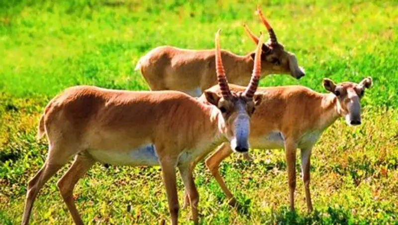 Охотинспекторы запретили иностранцам перевезти партию сайгаков в Алматинскую область