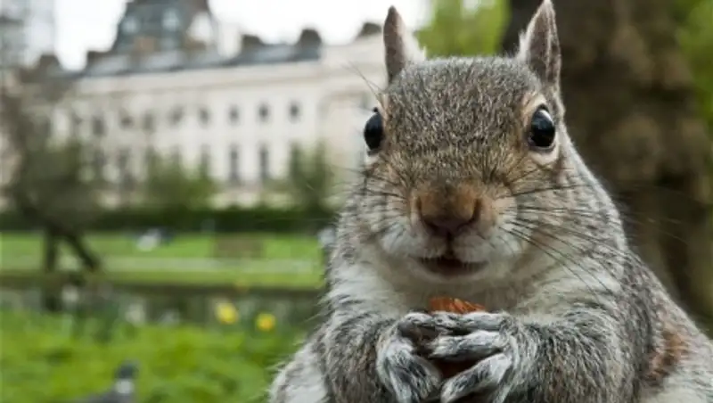 Пьяная белка устроила дебош в частном английском клубе