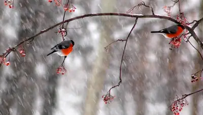 Zakon.kz, фото - Новости Zakon.kz от 26.12.2015 12:06
