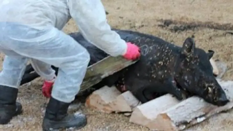 Еще одной напасти на домашних животных опасаются в СКО