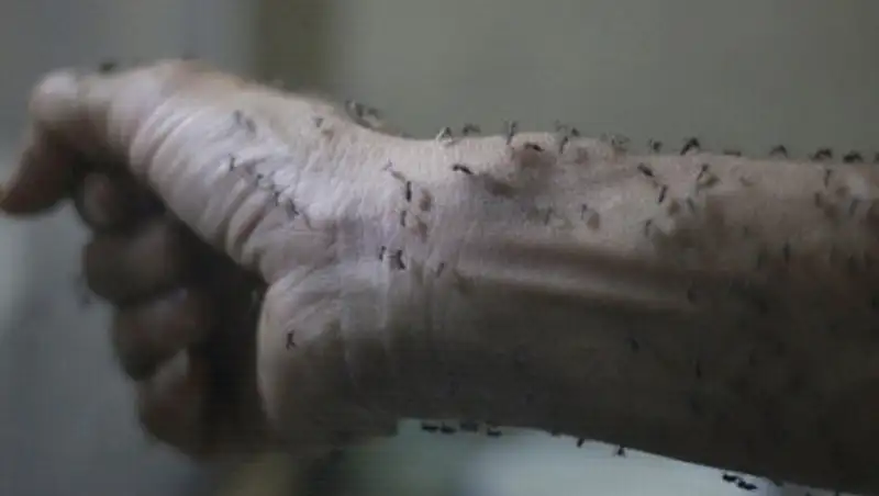 Правительство Японии рассмотрит меры предотвращения лихорадки Зика