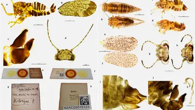 © Plos One, фото - Новости Zakon.kz от 20.09.2019 21:37