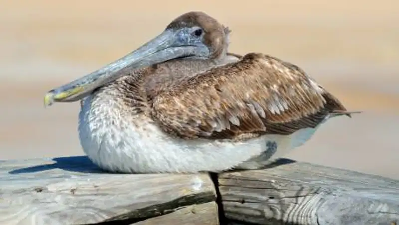 Спасенного от собак пеликана из ВКО приютил алматинский зоопарк