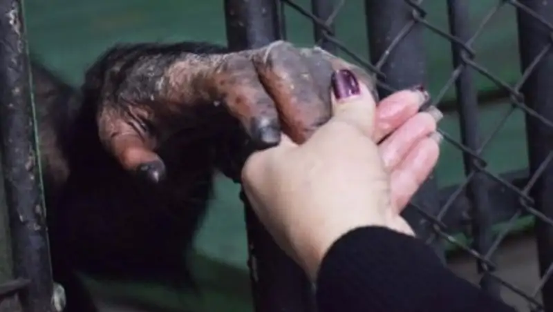 Алматинский зоопарк отозвал многомиллионный иск к блогерам