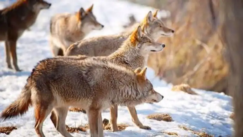 Волчья стая в Боровом попала на видео