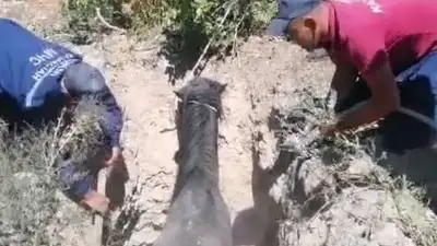 помощь животному, фото - Новости Zakon.kz от 11.07.2023 23:13