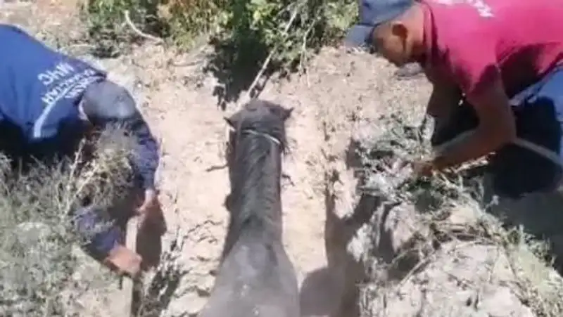 В ВКО спасатели помогли попавшему в ловушку жеребцу