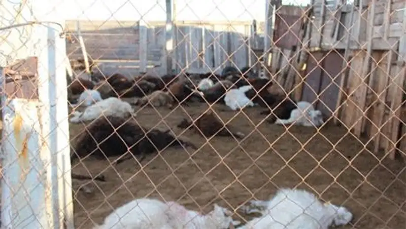 В селе ЗКО бродячие собаки загрызли около 60 овец 