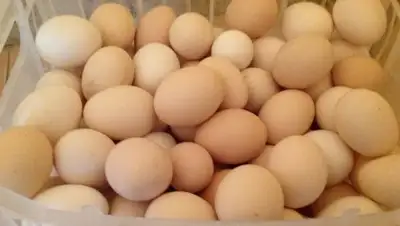 Zakon.kz, фото - Новости Zakon.kz от 12.09.2017 11:27