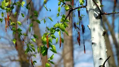 nevsedoma.com.ua, фото - Новости Zakon.kz от 29.05.2018 09:39