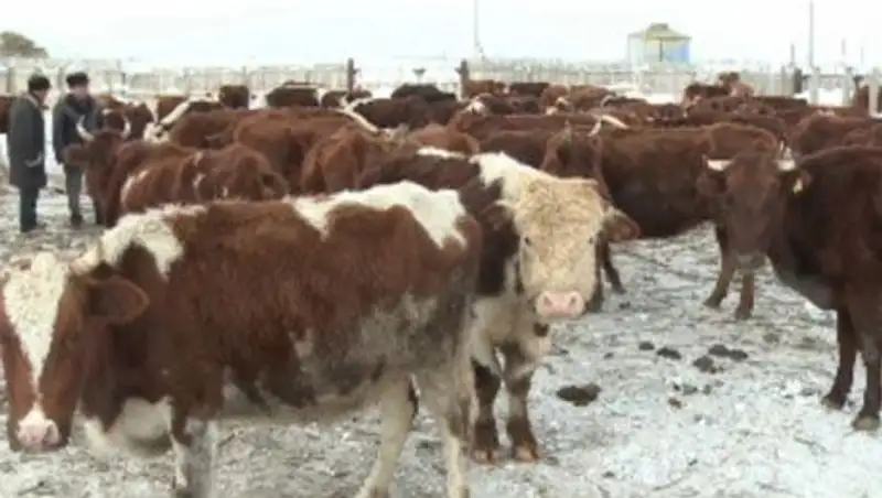 Фермеры Карагандинской области планируют выйти на международный рынок