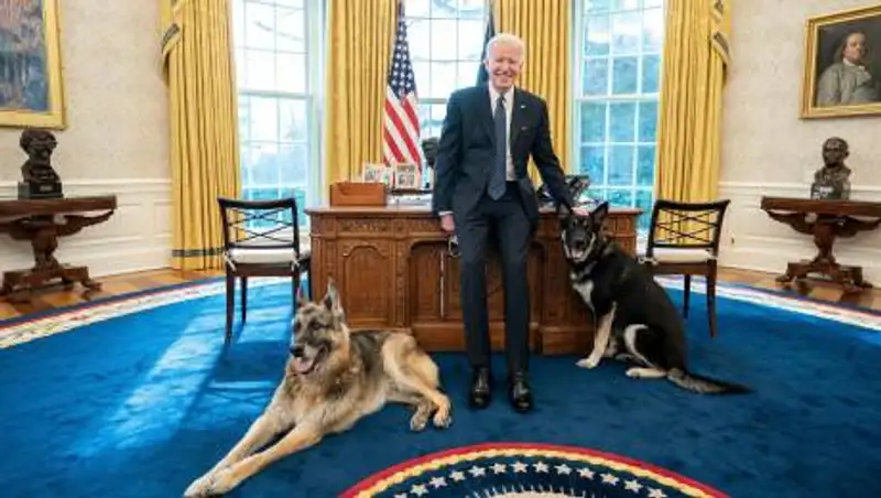 Собака Джо Байдена снова укусила человека
