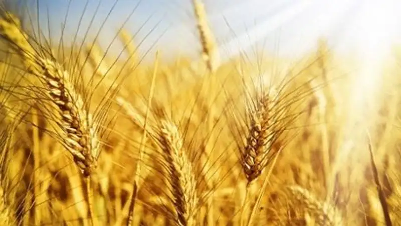 Завершается уборочная кампания на севере Казахстана