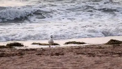 pixabay.com, фото - Новости Zakon.kz от 24.08.2021 20:10