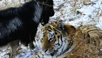 Zakon.kz, фото - Новости Zakon.kz от 29.12.2015 07:18