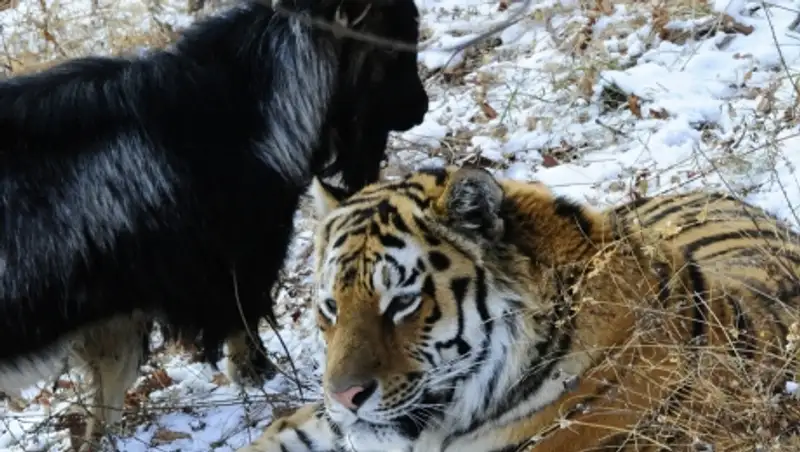 СМИ назвали сроки старта реалити-шоу Амура и Тимура