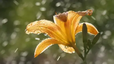 pxhere.com, фото - Новости Zakon.kz от 12.07.2019 09:02