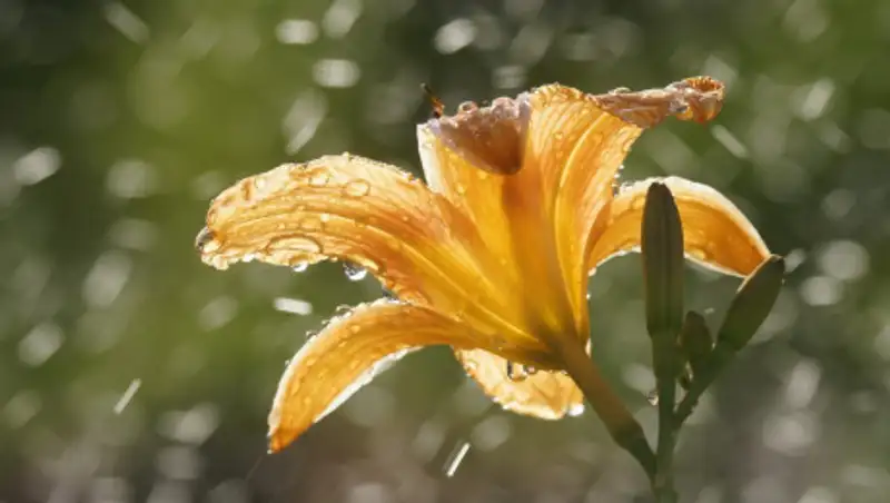 Дожди с грозами ожидаются на западе и востоке Казахстана
