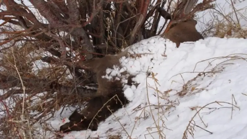 Браконьеры гоняли косуль на джипе по «Боровому»
