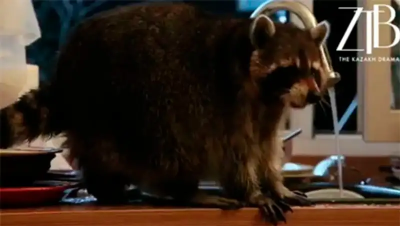 Неожиданный сюрприз: Алматинцы нашли у себя на кухне...енота