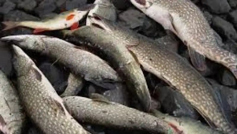 У жителя Карагандинской области изъяли более тонны рыбы