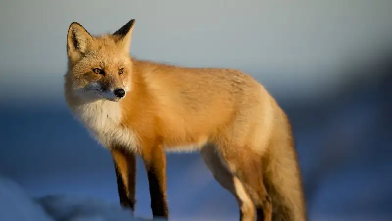 Двух жительниц Нур-Султана укусила лиса