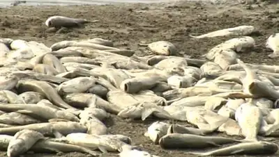 Кадр из видео, фото - Новости Zakon.kz от 04.03.2020 00:34