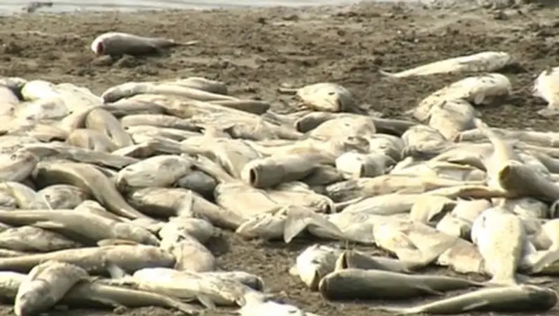 Берег алматинского озера засыпало мертвой рыбой