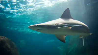 Zakon.kz, фото - Новости Zakon.kz от 20.07.2015 05:32