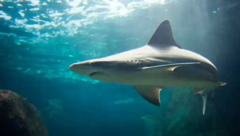 В ЮАР во время соревнований на серфера напала акула