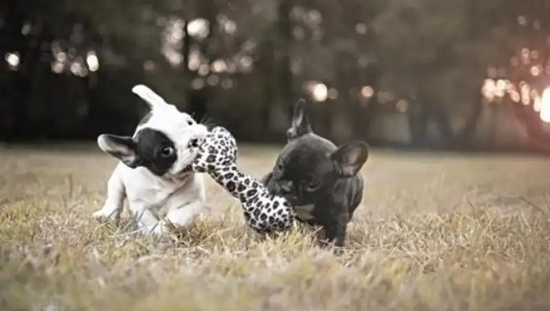 Милые щенки бульдогов, которые растопят ваше сердце