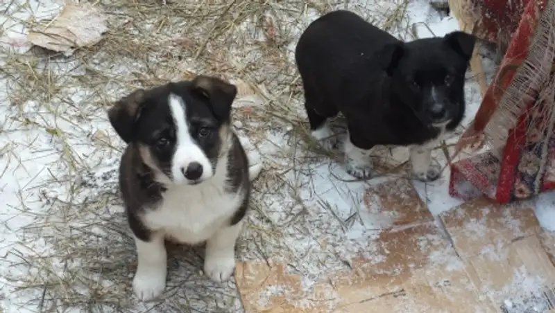 Власти Павлодара определились с местом для приюта бродячих животных