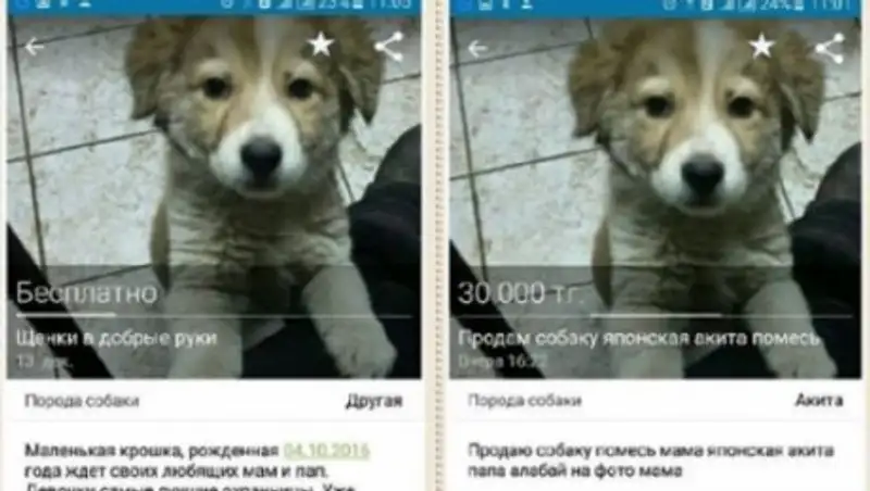 В Павлодаре мошенники наживаются на бездомных животных