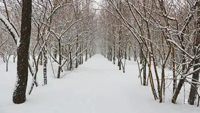 зима, деревья , фото - Новости Zakon.kz от 02.02.2022 11:09